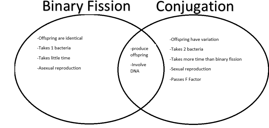binary fission and conjugation